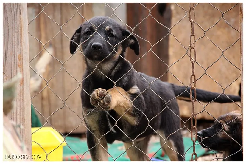 Osnovan Organizacijski odbor za osnivanje zadarskog azila! Potpisivanje započinje u subotu