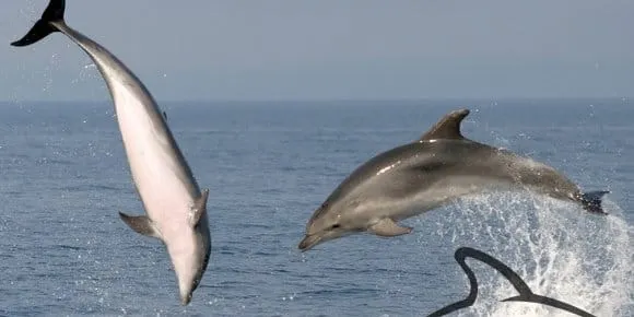 Kod Sestrunja spašeno mladunče dupina