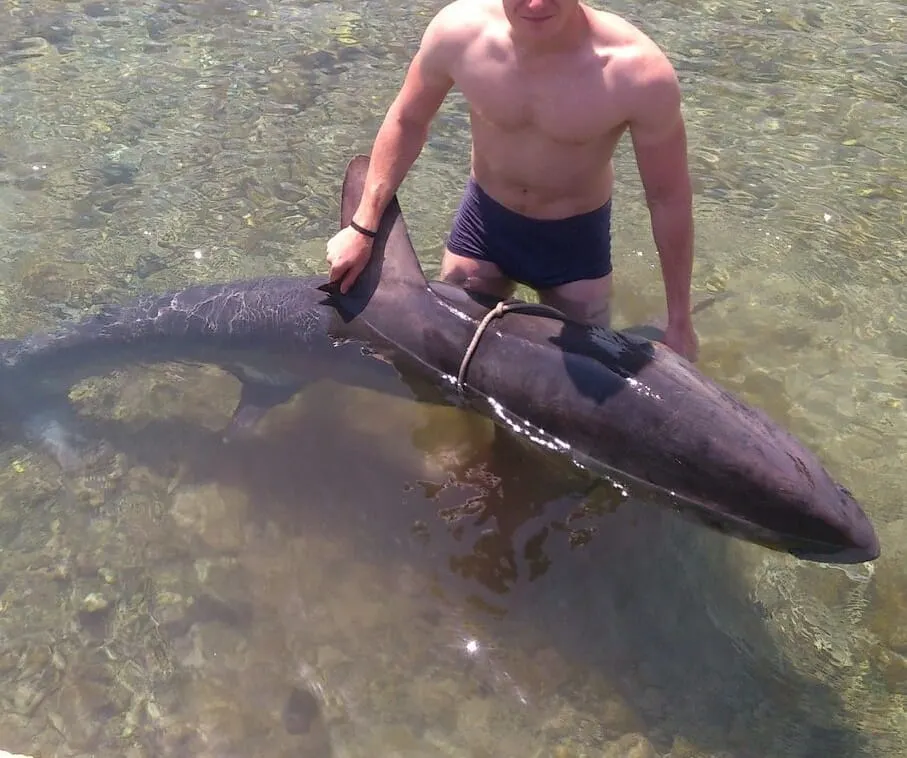 Kod Vrgade ulovljen morski pas