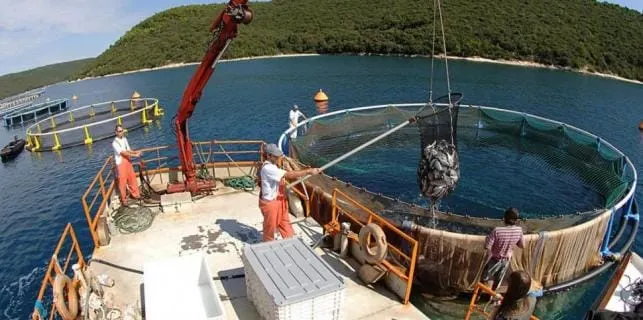 Cromaris povećao cijenu ribe i ostvario neto dobit od 1,2 milijuna kuna