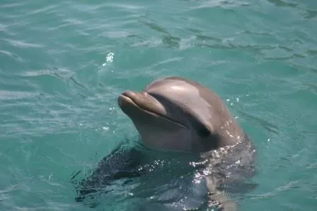 Mladunče dobrog dupina zapetljano u konop kod otoka Iža