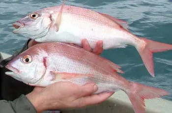 Nakon ulova kile arbuna – ribar uzima olovku u ruke