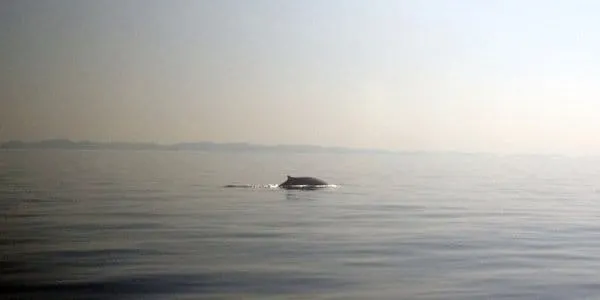 POGLEDAJTE VIDEO: Kit ispod Dugog otoka!