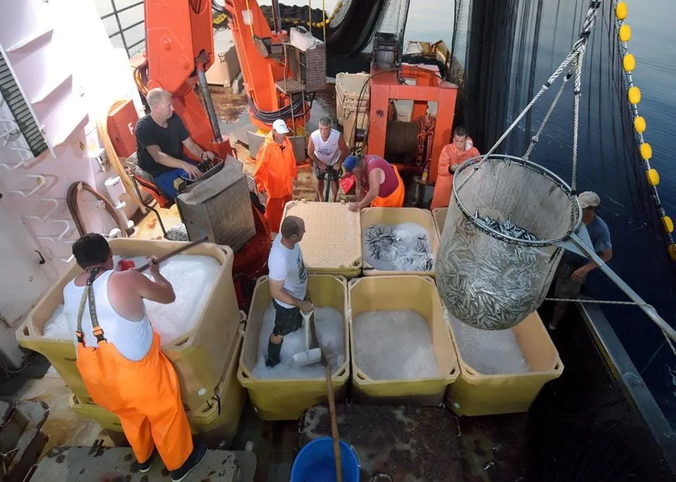 Ribari s područja Zadarske županije u 2014. godini ulovili 43,81 posto ukupnog ulova u RH