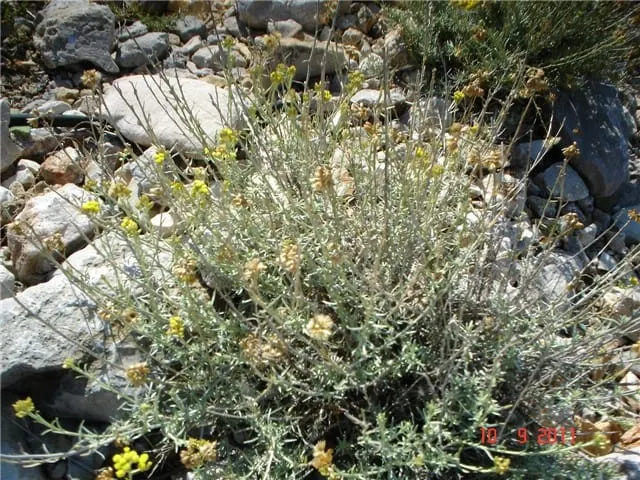 Ušuljao se u kamion i ukrao 500 kg smilja