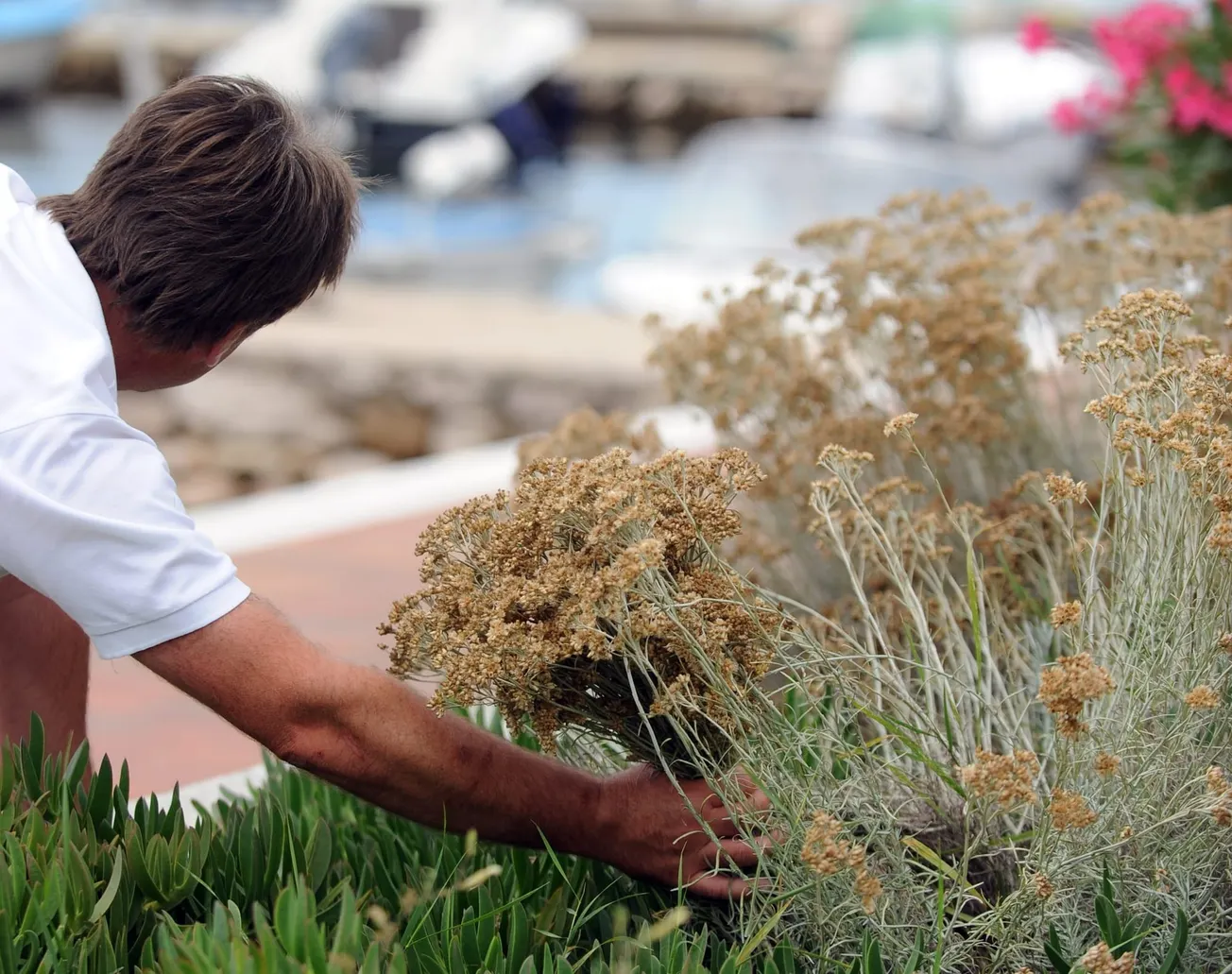 Pao kradljivac smilja – haračio od Zatona do Islama Latinskog