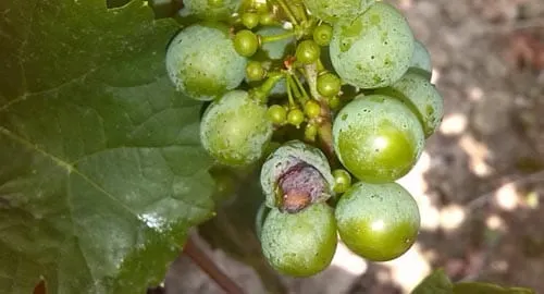 SUŠA UZELA DANAK Mladi vinogradi u zaleđu sprženi