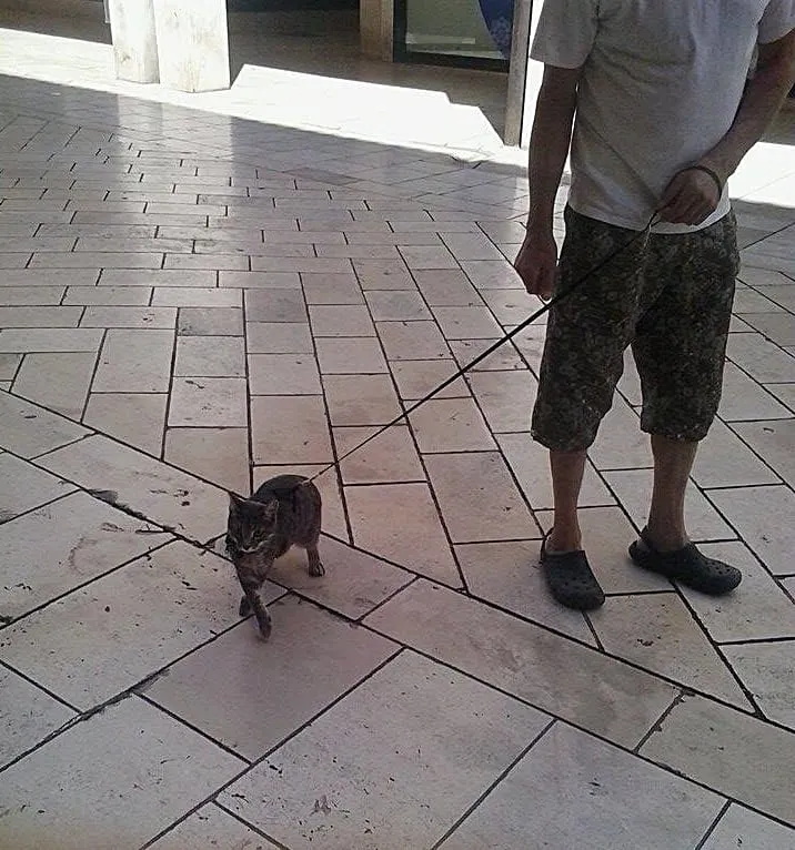 KALELARGA Vlasnik i mačka u razgledavanju grada