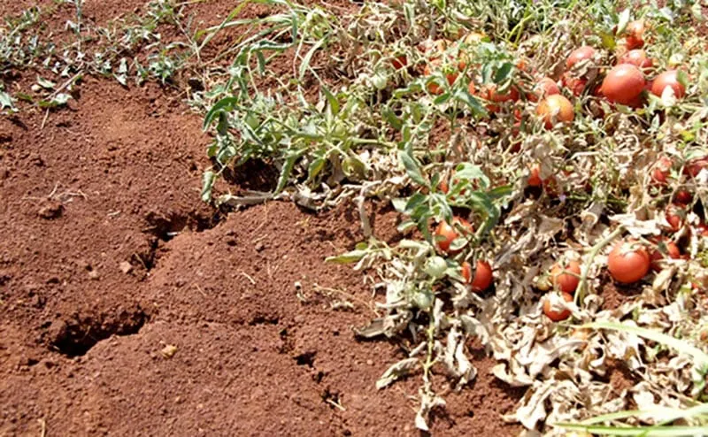 Proglašena elementarna nepogoda na području Zadarske županije