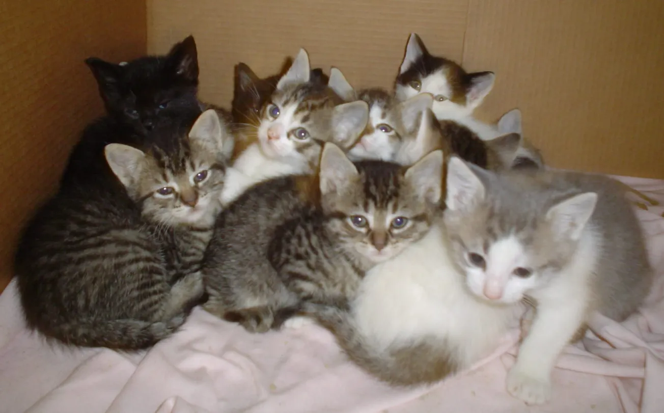 Posumnjao da mu je otrovao mačke pa ga istukao