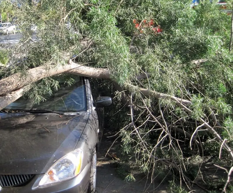 Automobilom u stablo