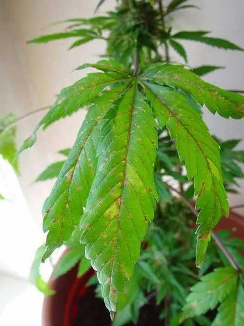 Na Smiljevcu uzgojila marihuanu visoku metar i pol