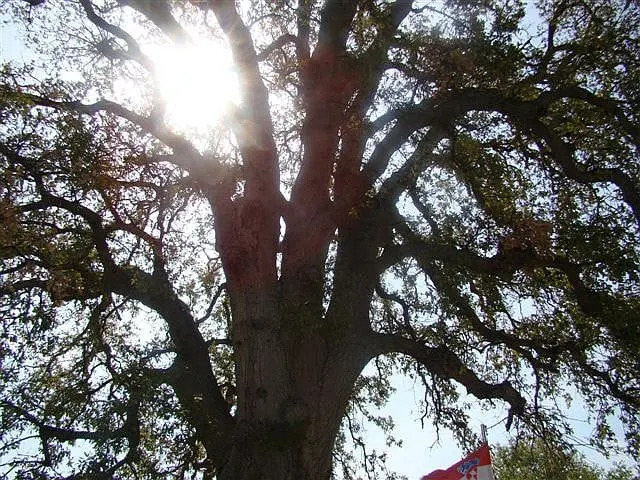 Ispilao dvjestotinjak stabala hrasta