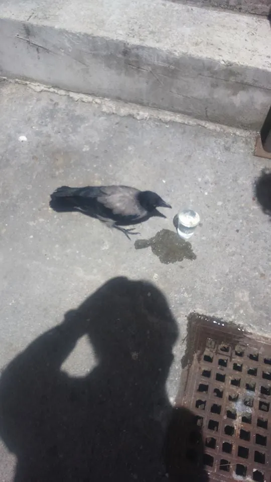 Djelatnici Državnog arhiva Ivica Ražov i Martina Ljutić spasili ranjenu vranu!