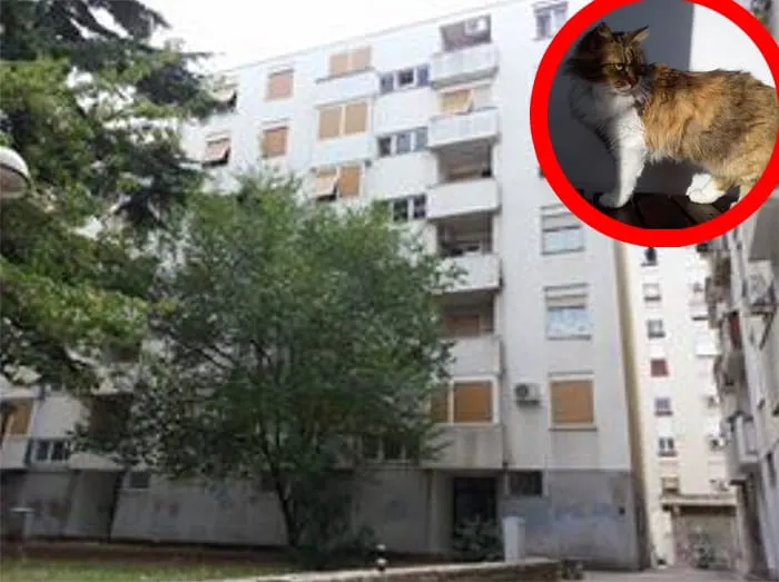 OKRUTNA GOSPOĐA S MALE POŠTE: Ubila je prelijepu macu bacivši je sa zgrade!