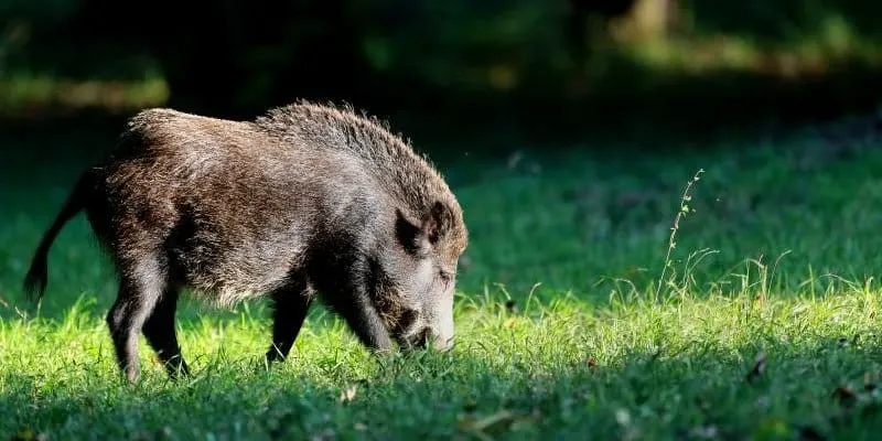 Divlje svinje pretrčavaju Jadransku magistralu
