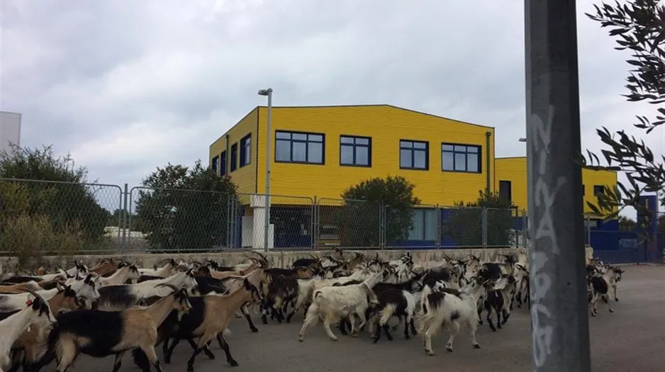 Stado od 100 koza hara po Novom Bokanjcu, policija traži vlasnika!