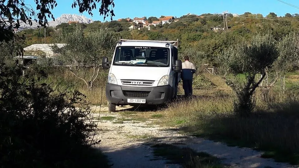 MODES tvrdi: Djelatnici komunalne tvrtke Vrsi koristili su službeno vozilo kako bi brali masline savjetniku načelnici Sandri Vukić