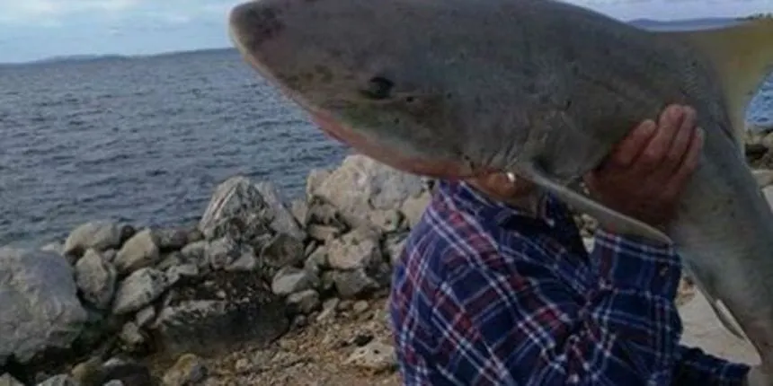 Na Viru ulovili morskog psa dugačkog čak 1,70 metara i teškog 20 kg: ‘Pa se ti kupaj’