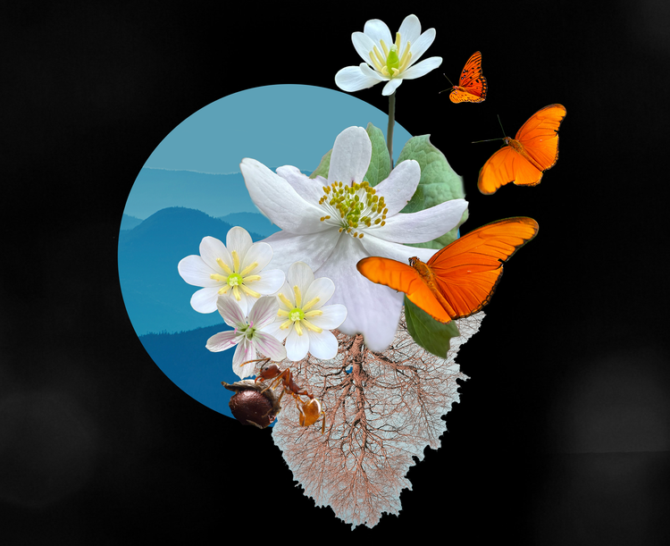 The Blooming Mountains