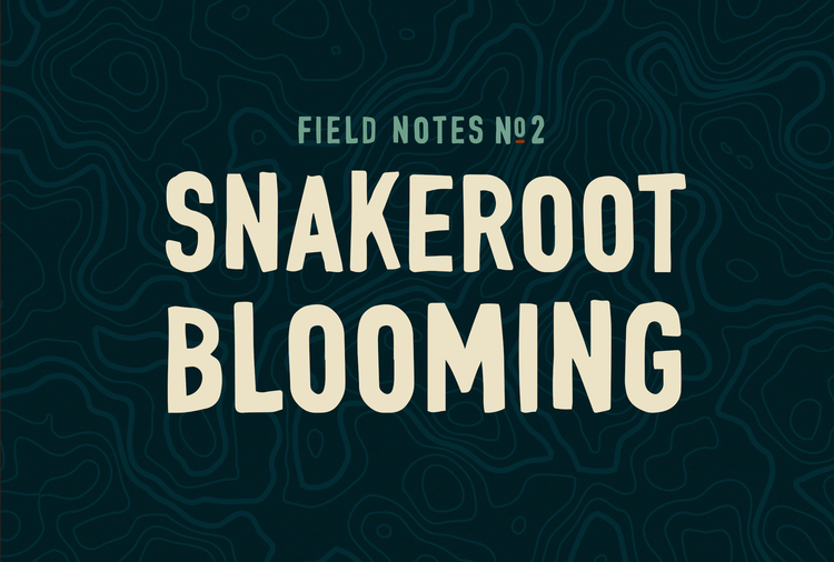 Field Notes #2: Snakeroot Blooming