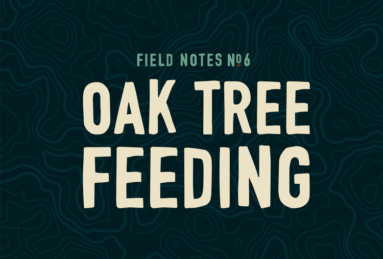 Field Notes #6: Oak Tree Feeding