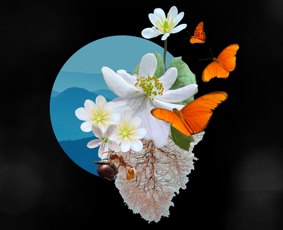 The Blooming Mountains