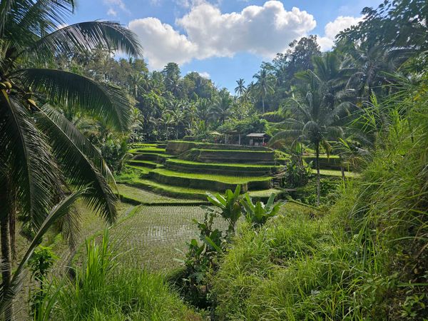 Bali