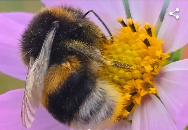 Pollinators