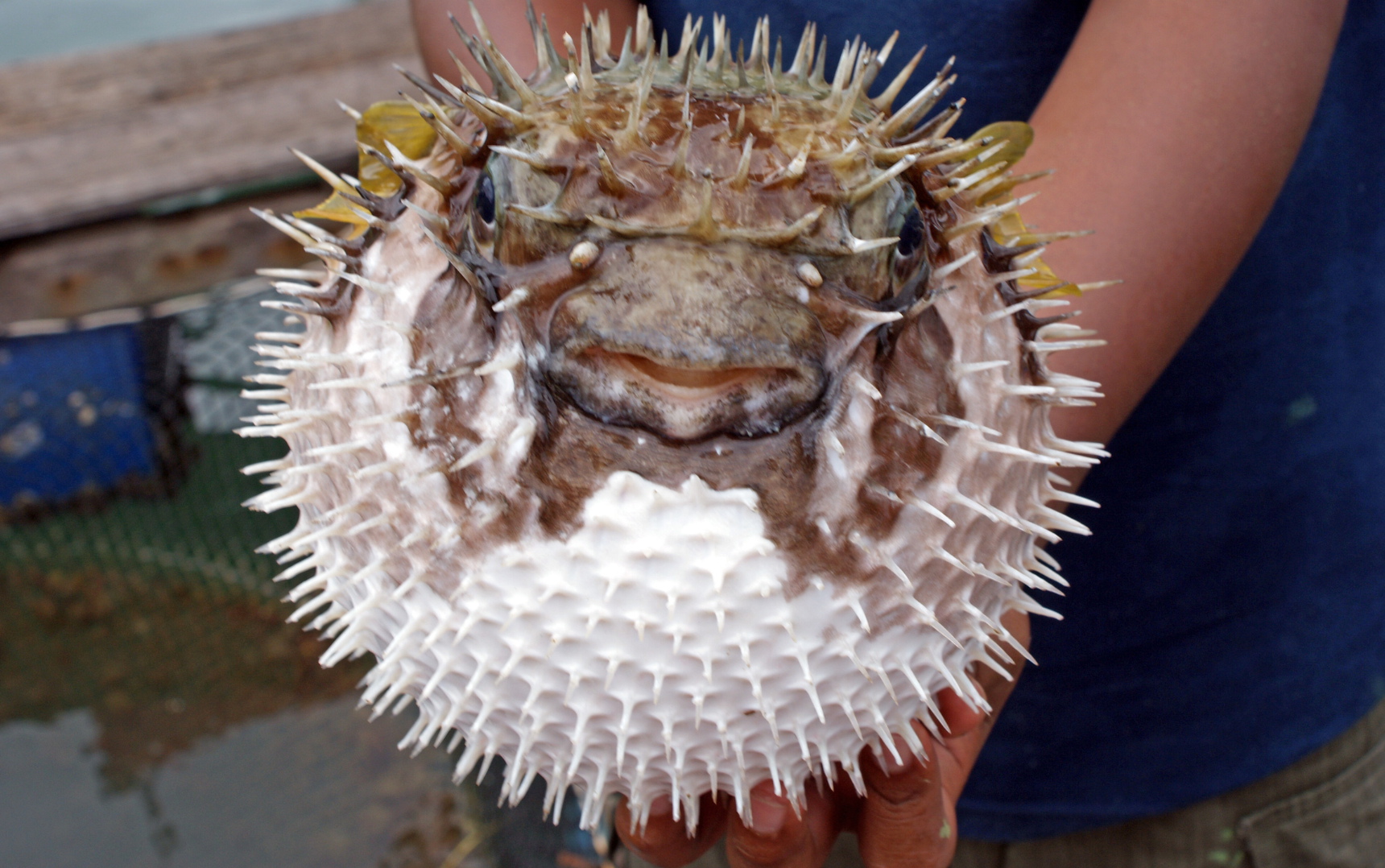 Fugu fish