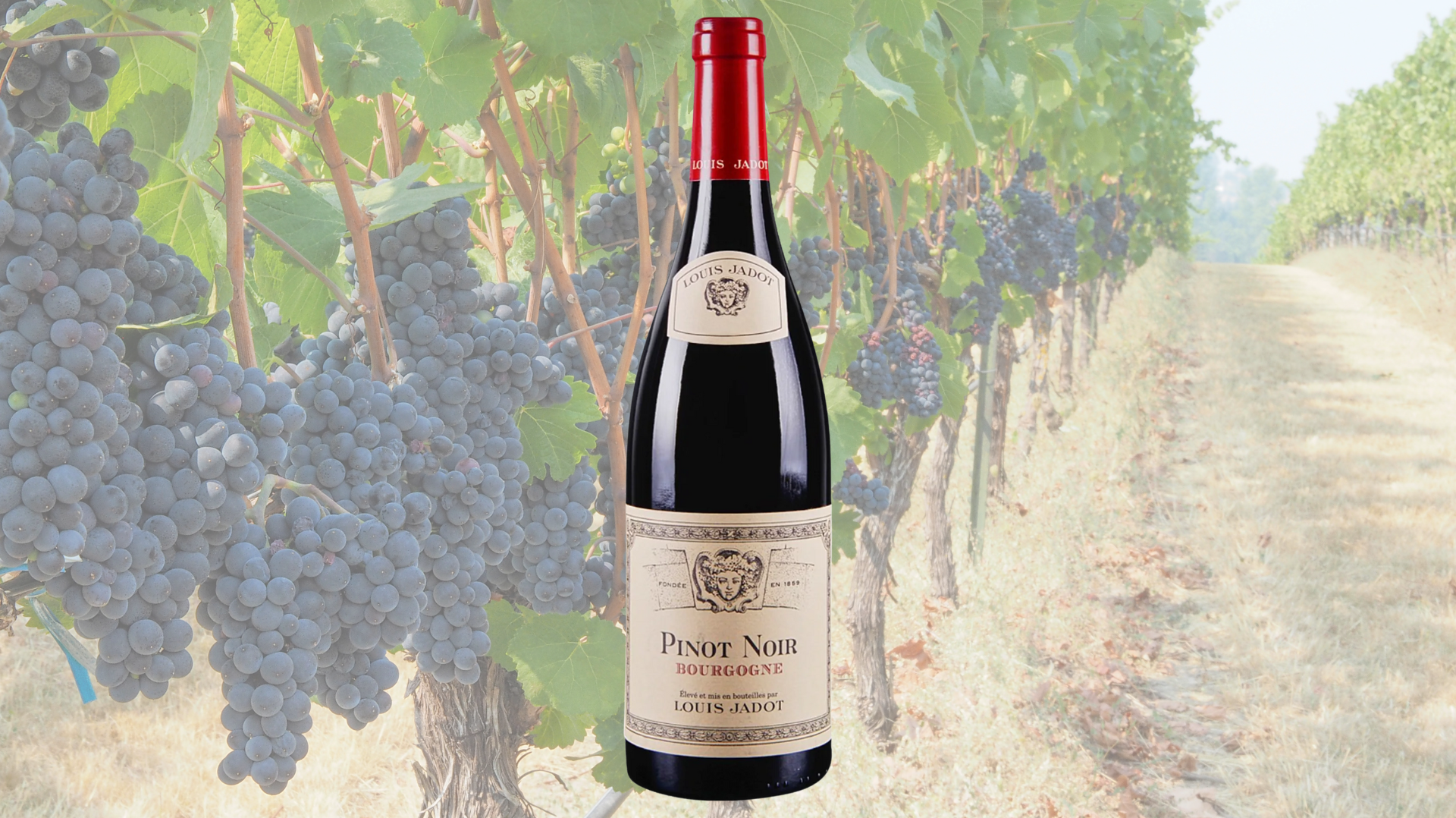 Louis Jadot Bourgogne Rouge, Burgundy, France