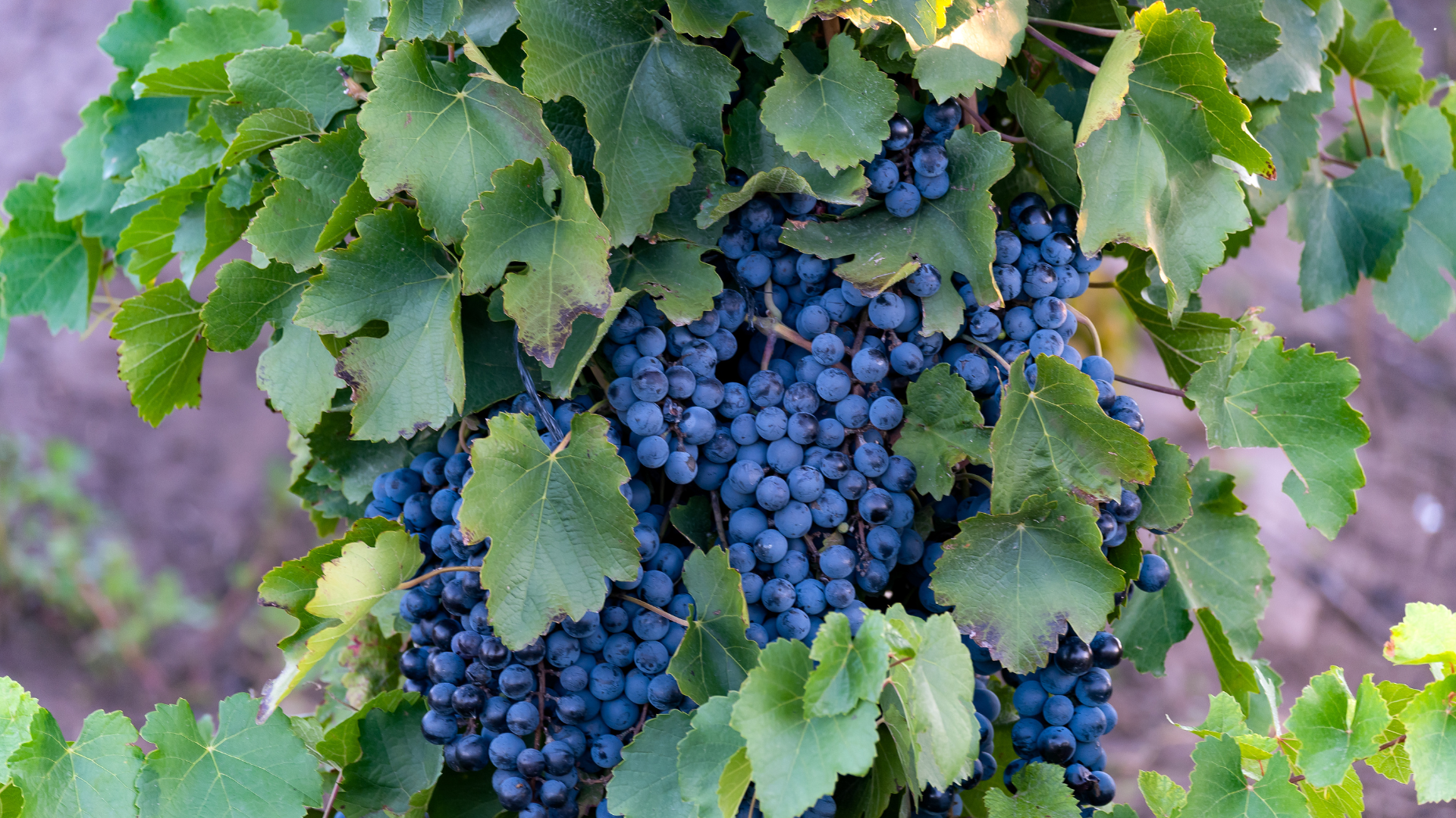 Discover Argentine Wine Varietals Beyond Malbec