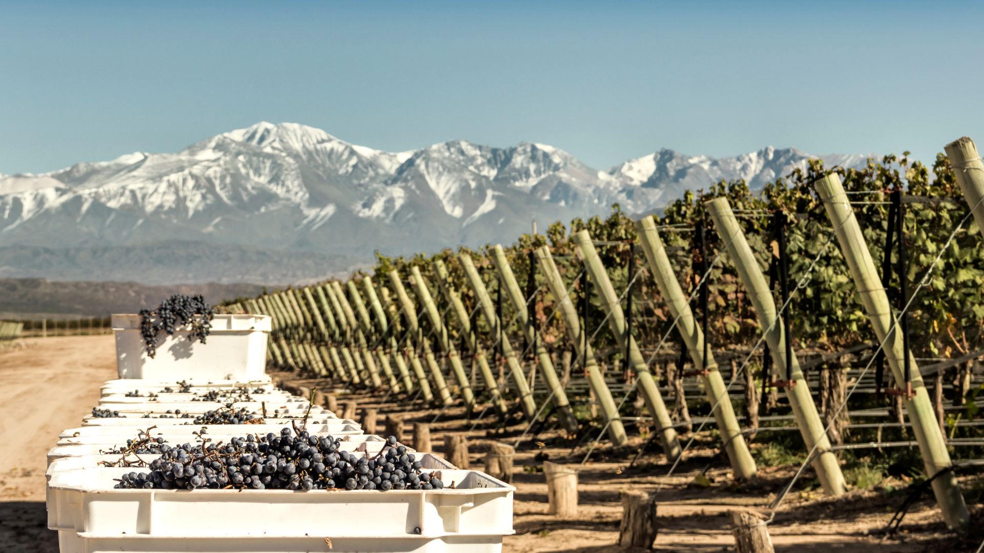 Discover Argentine Wine Varietals Beyond Malbec