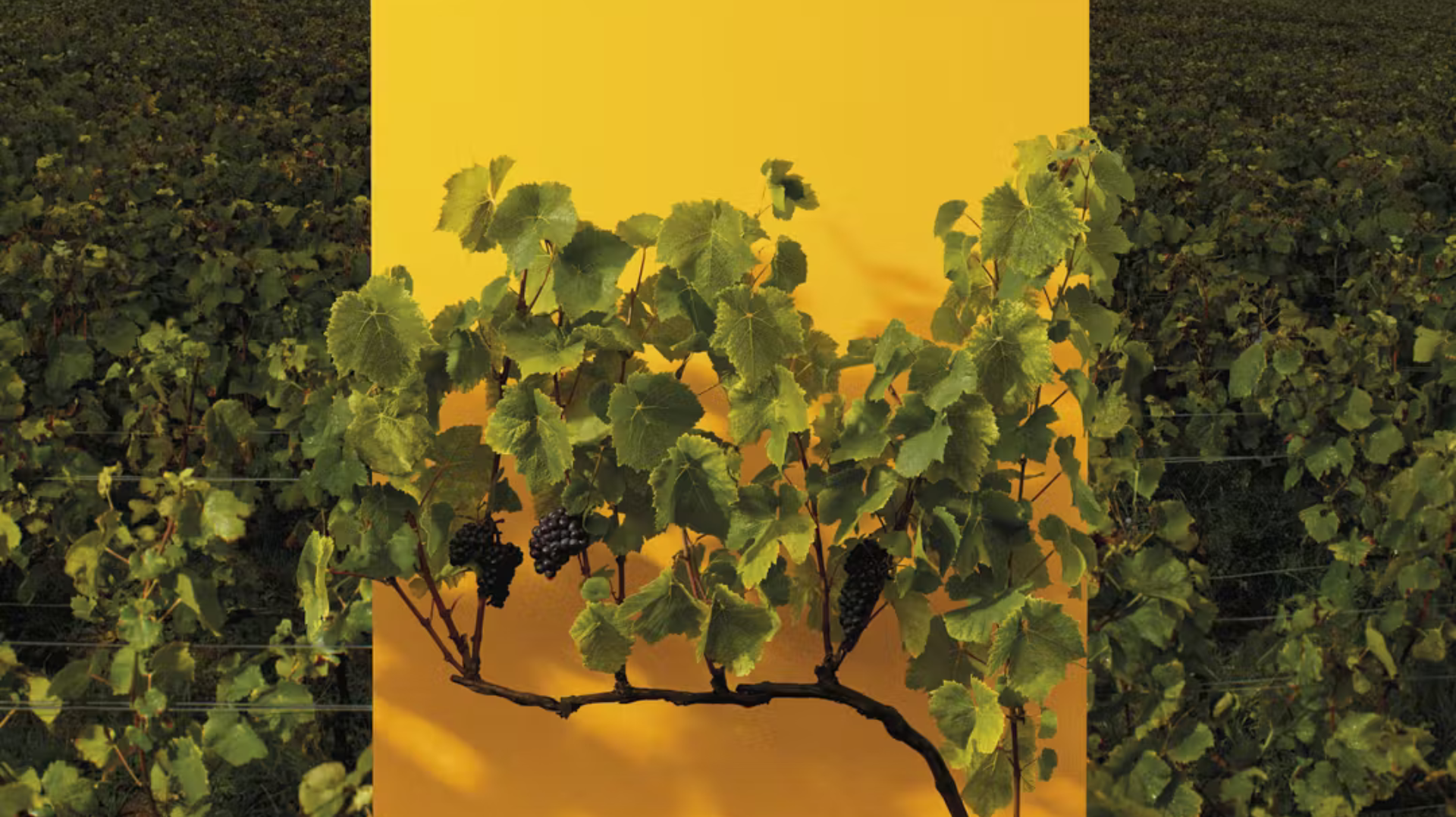La Grande Dame 2018 Celebrating the Spirit of Madame Clicquot