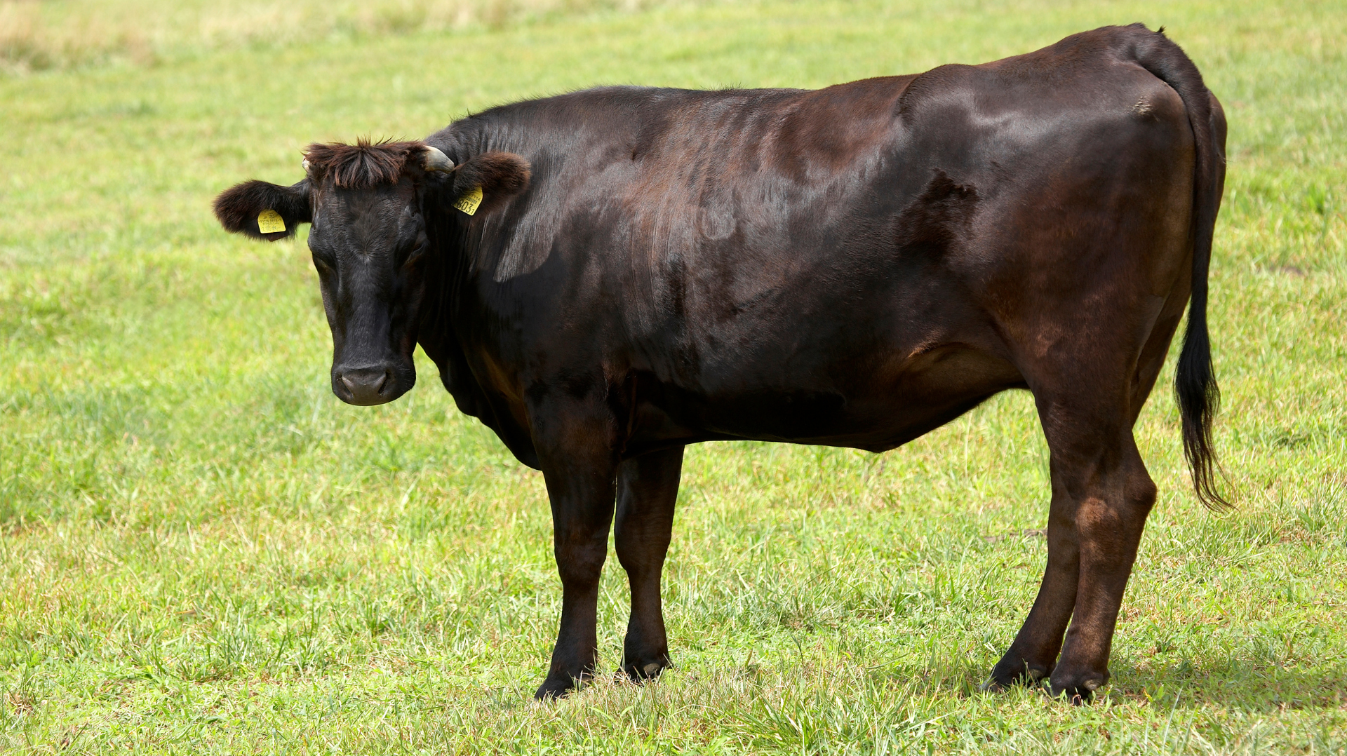 The Secret World of Wagyu Beef