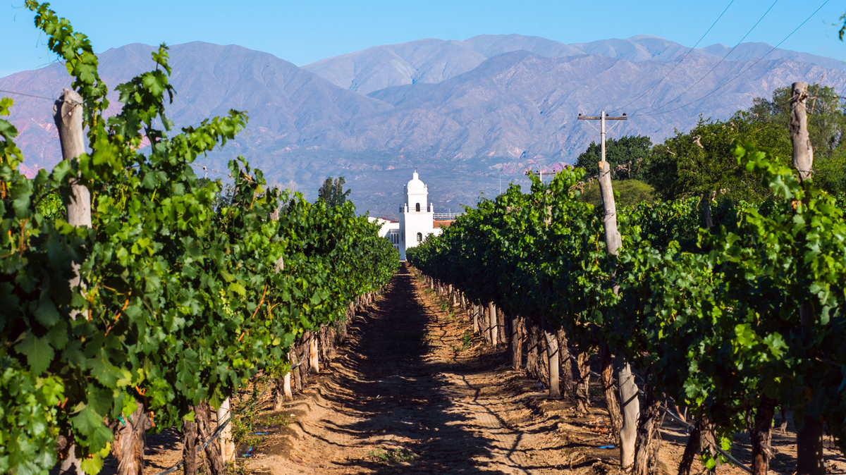 Discover Argentine Wine Varietals Beyond Malbec