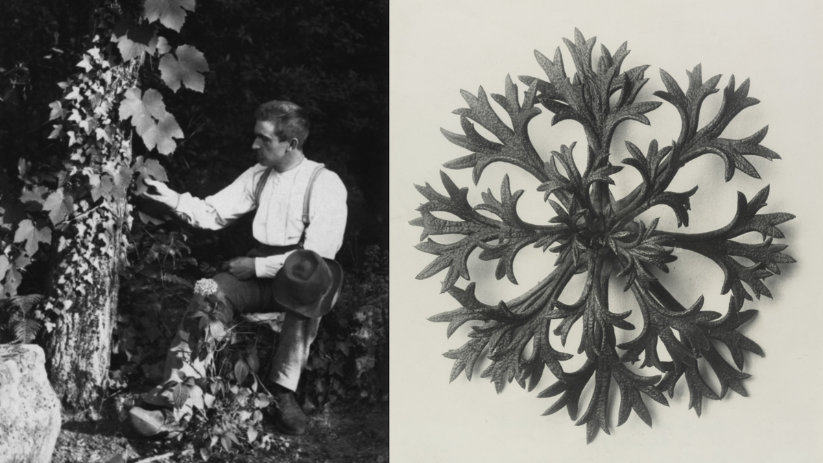 Karl Blossfeldt and the Precision of Nature’s Repetition