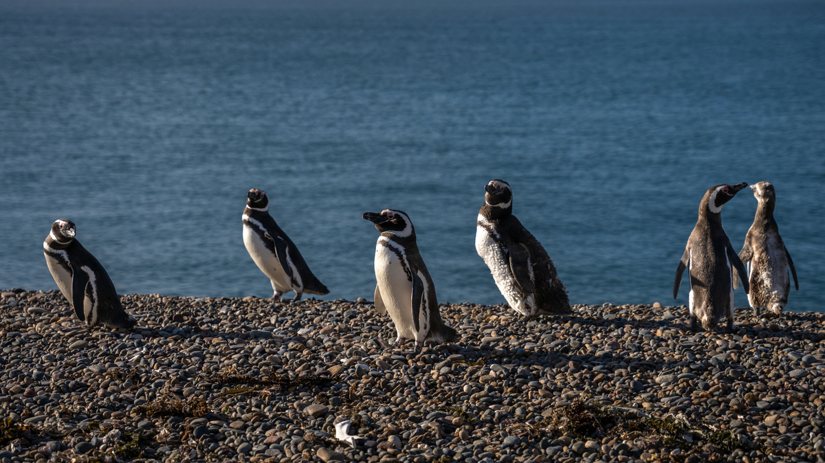 Penguin Protectors Step into the Rolex Spotlight