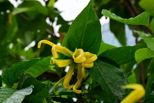Ylang-Ylang’s Luxurious Reputation
