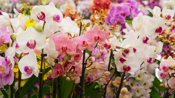 The Irish Orchid Society’s Spring Show Blooms Again