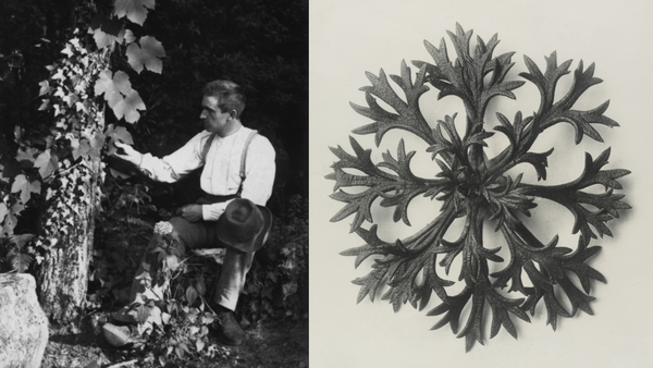 Karl Blossfeldt, CMoMA