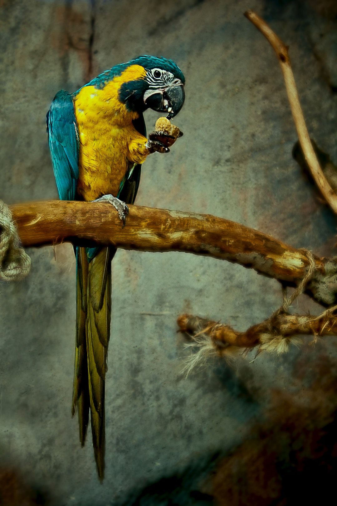 yellow and blue macaw perched on tree branch