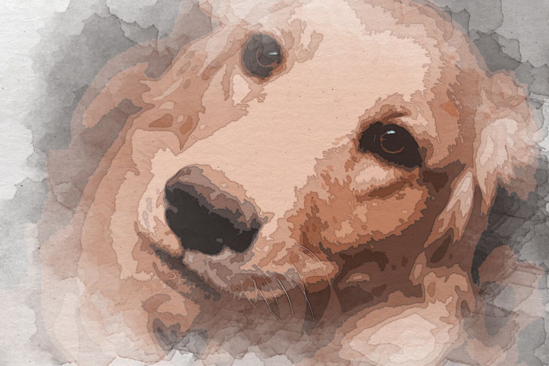 tilt-shift photography of dog