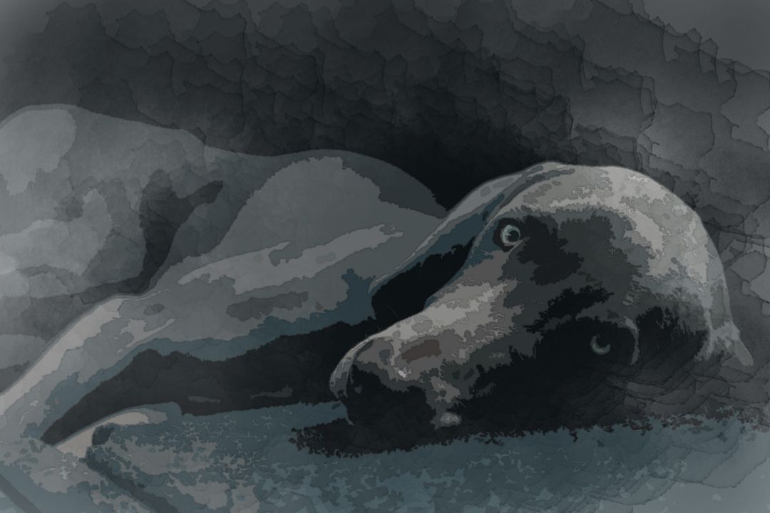 dog laying black surface