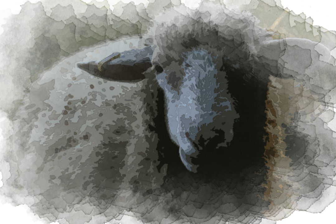 llama digital wallpaper