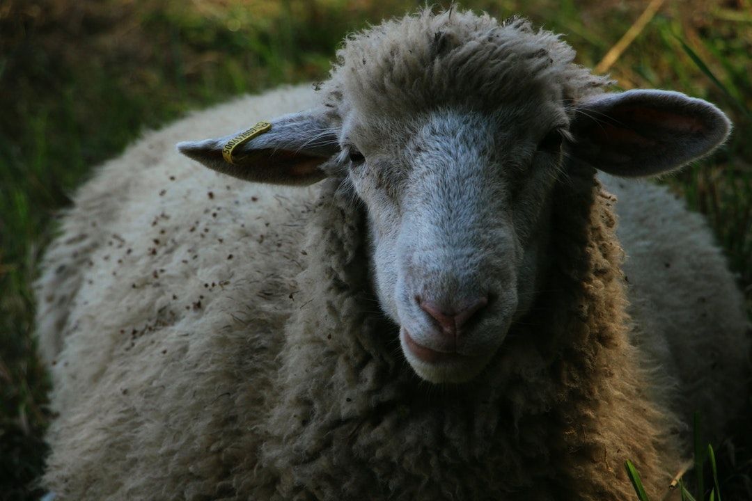 llama digital wallpaper