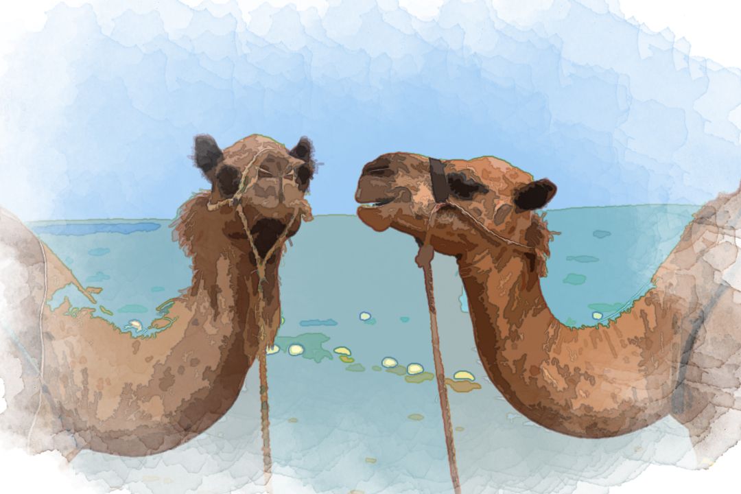 close up photo of two brown camels in front body of water