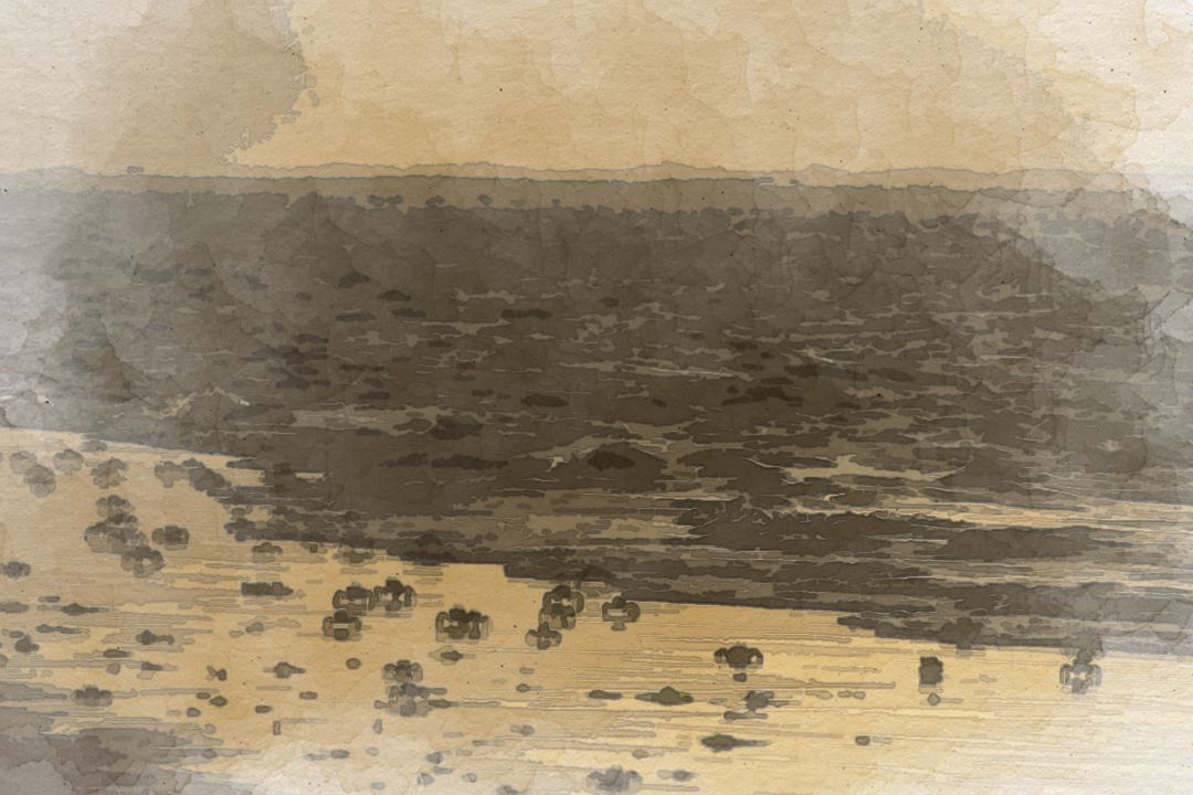 crab walking on shore