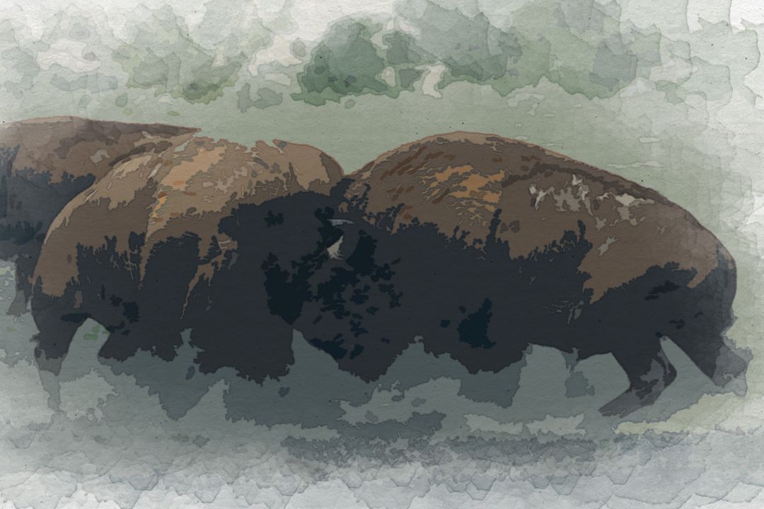 photo of fighting bison