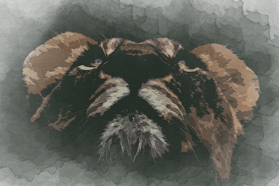 brown lion looking up in macro lens photography